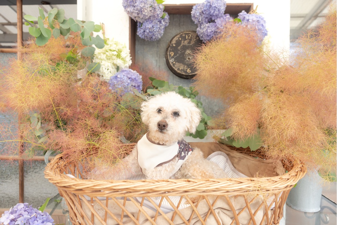 ミヤタカズコが撮影した写真のアルバム「DOG フォト」