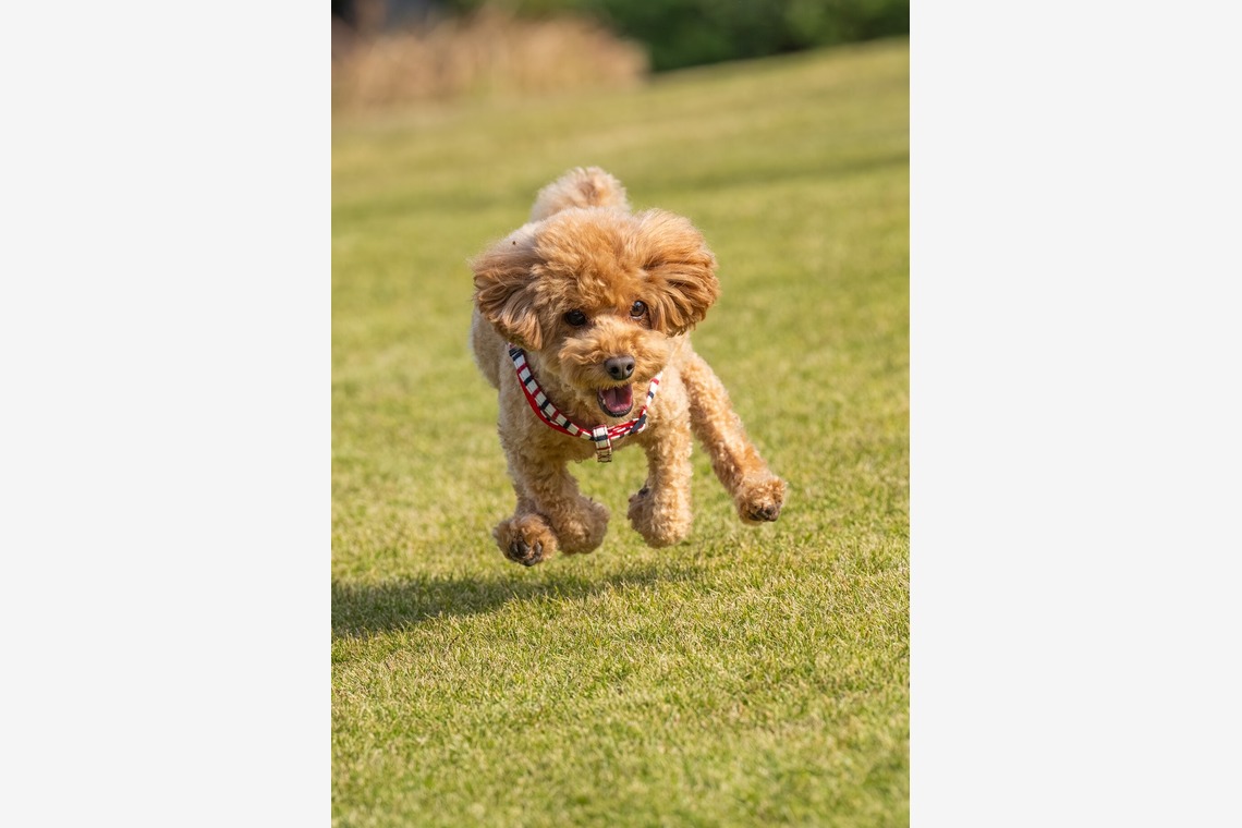 あなたの写真館が撮影した写真のアルバム「ペット撮影」