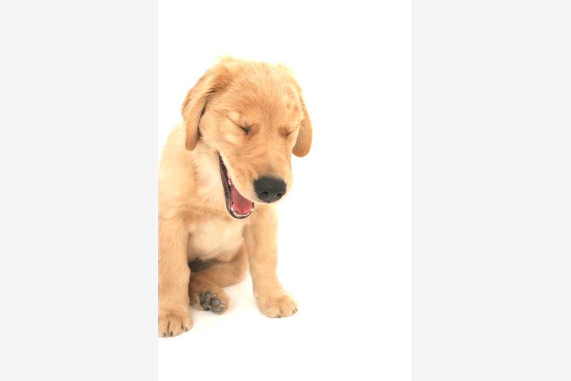 Hiroが撮影した写真のアルバム「ペット撮影」