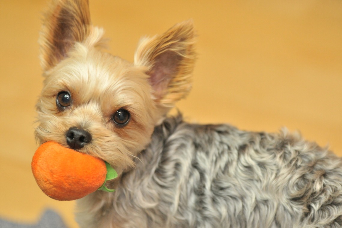大熊和輝が撮影した「ペット撮影」の写真