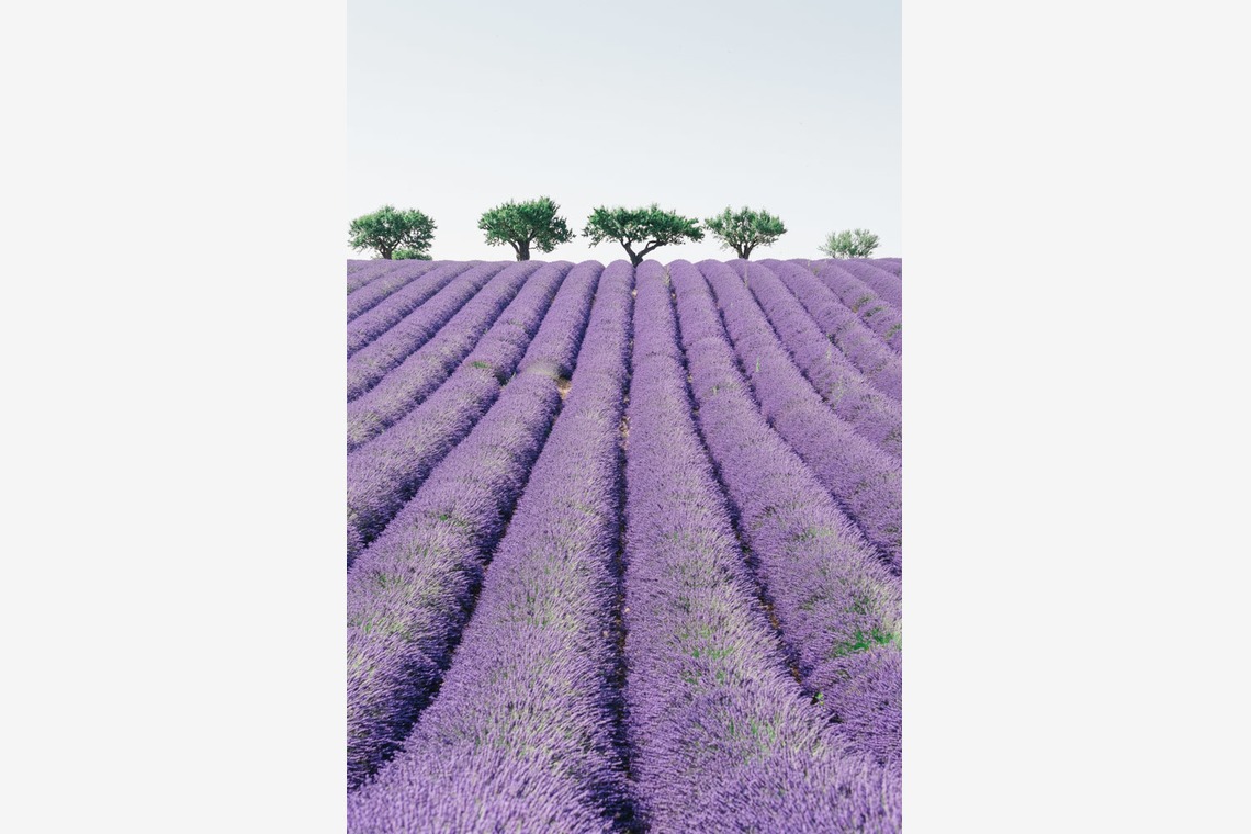 Lénaïc (レナイク) Maréchalが撮影した写真のアルバム「エンゲージメントフォト（フランス）」