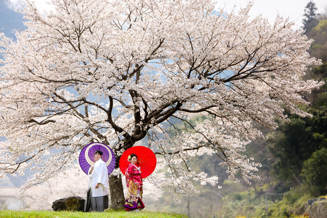 KIKIウェディングが撮影した写真のアルバム「平成最後の桜」