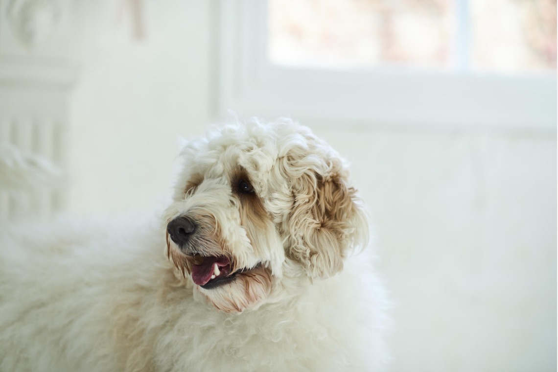 大橋裕紀が撮影した「企業様ホームページ用商品撮影」の写真