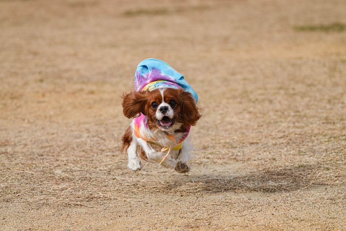 河野慈圓が撮影した写真のアルバム「ペット撮影」