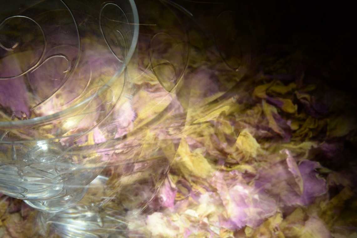 baysidecoyoteが撮影した「イメージ」の写真