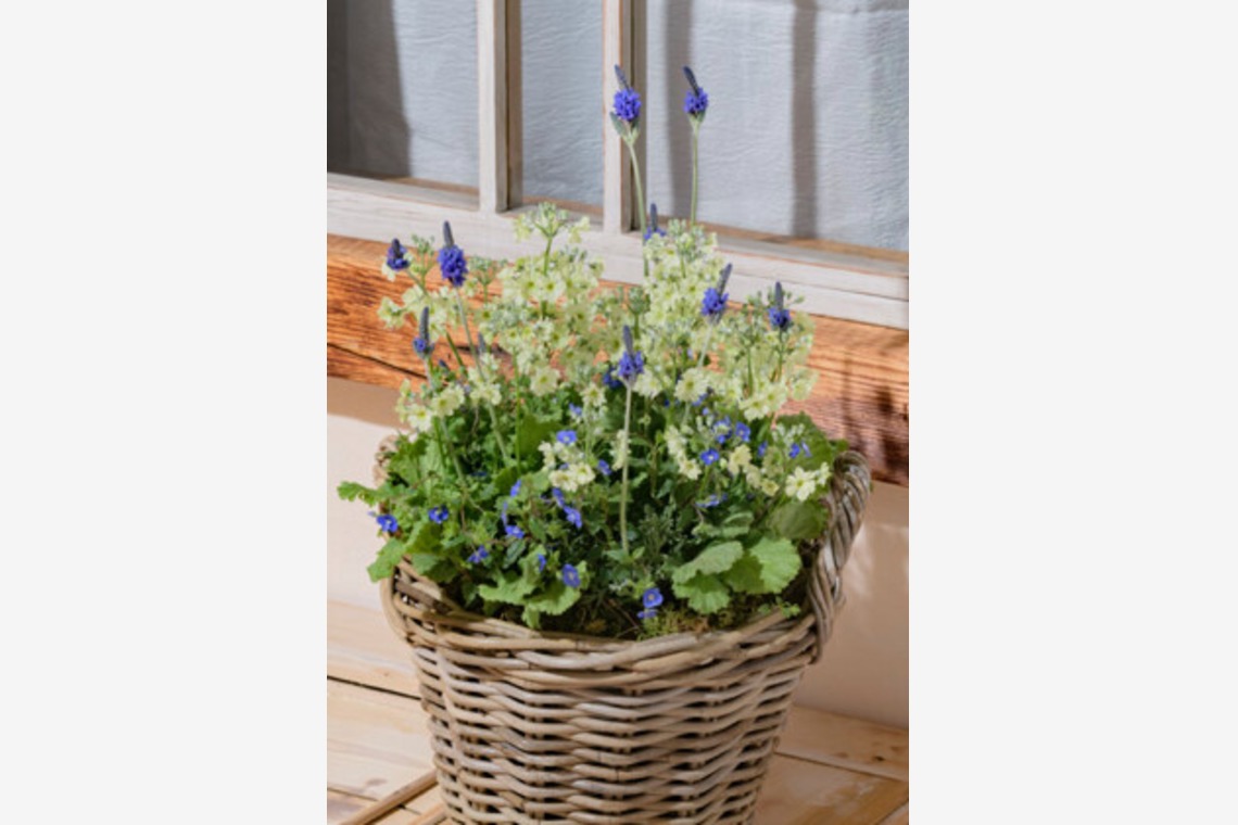 有限会社　澤田スタジオが撮影した「花、植物」の写真