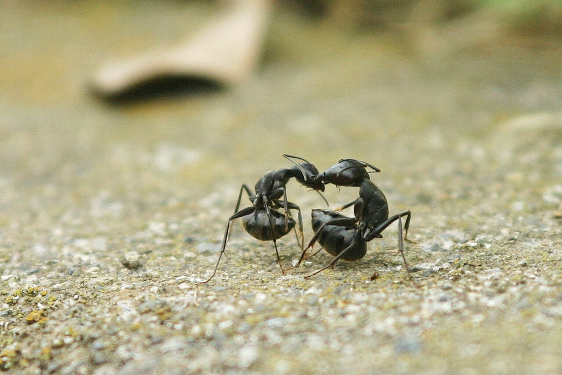 出張撮影のメモリーズが撮影した写真のアルバム「nature-アラカルト」