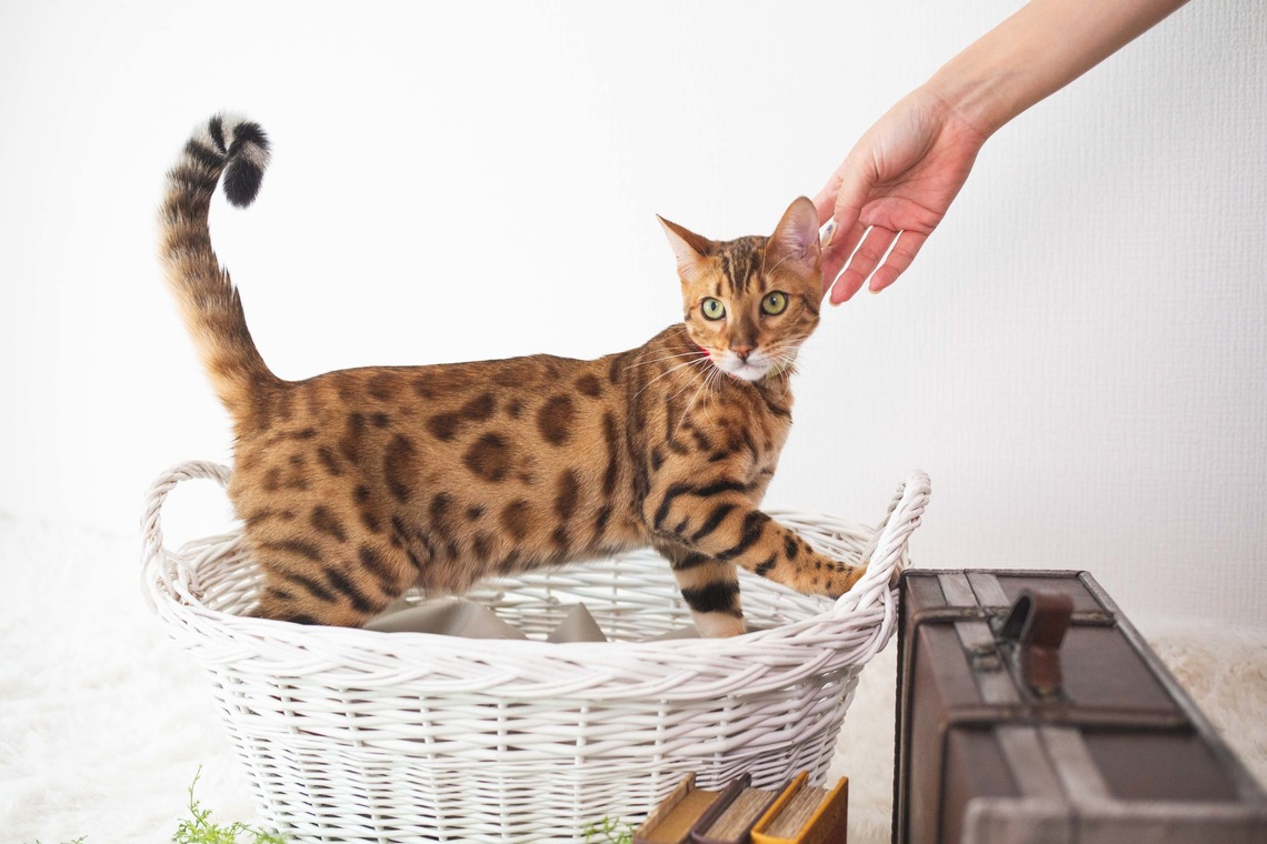 荒畑けいこが出張撮影した家族写真(キッズ,ベビーフォト)などが写った「AMIクラウドファンディング撮影会（ペット撮影）」の家族写真