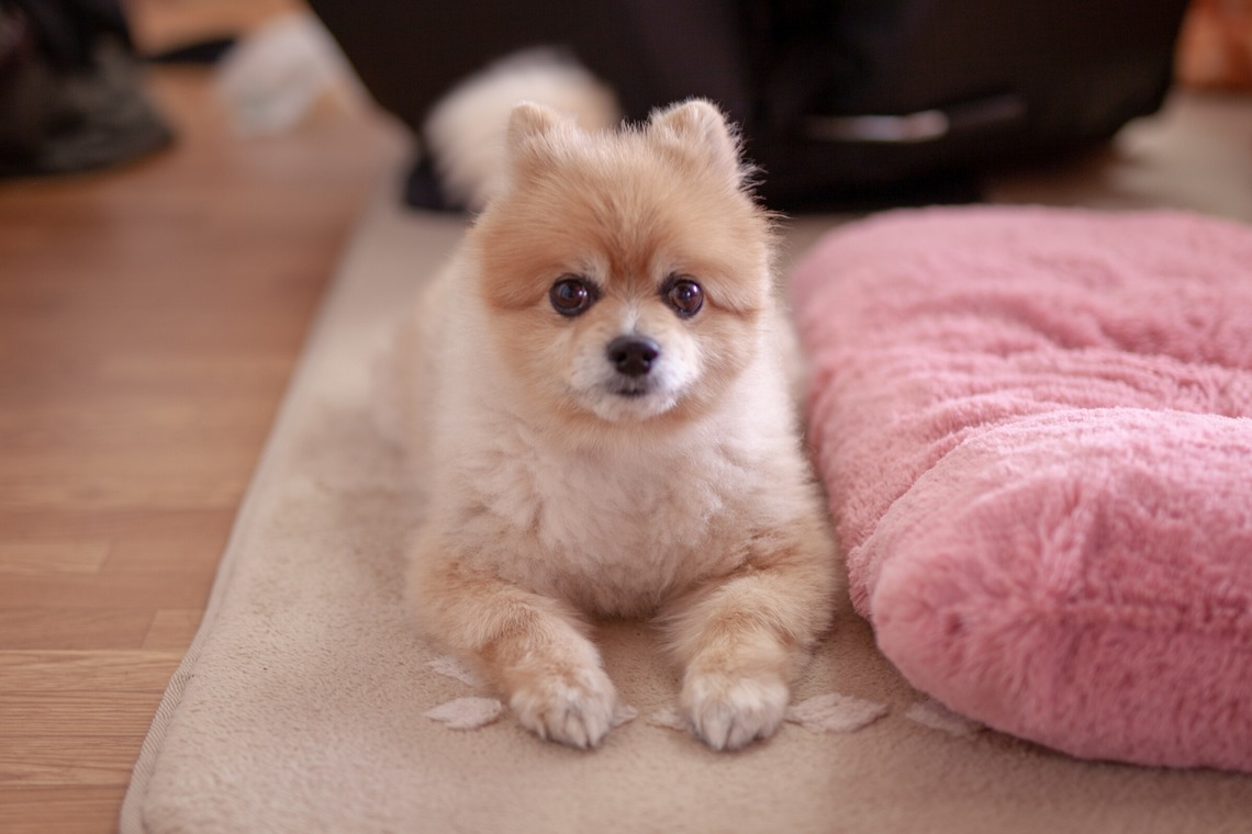 レオン・スナップサービスが撮影したその他のアルバム「ポメラニアン」