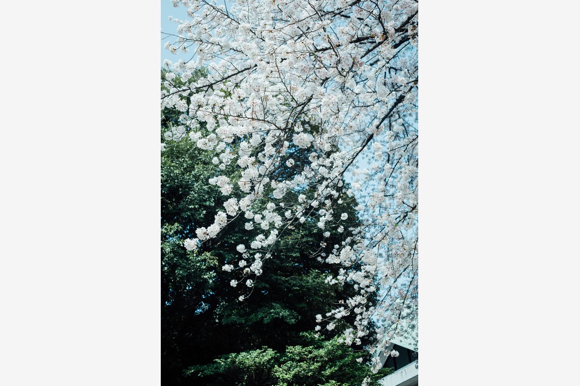 RIE NAGASHIMA photography:)が撮影した「Entrance ceremony of elementary school _2019.04」の写真