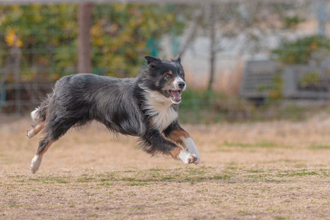 あなたの写真館が撮影した写真のアルバム「ペット撮影」