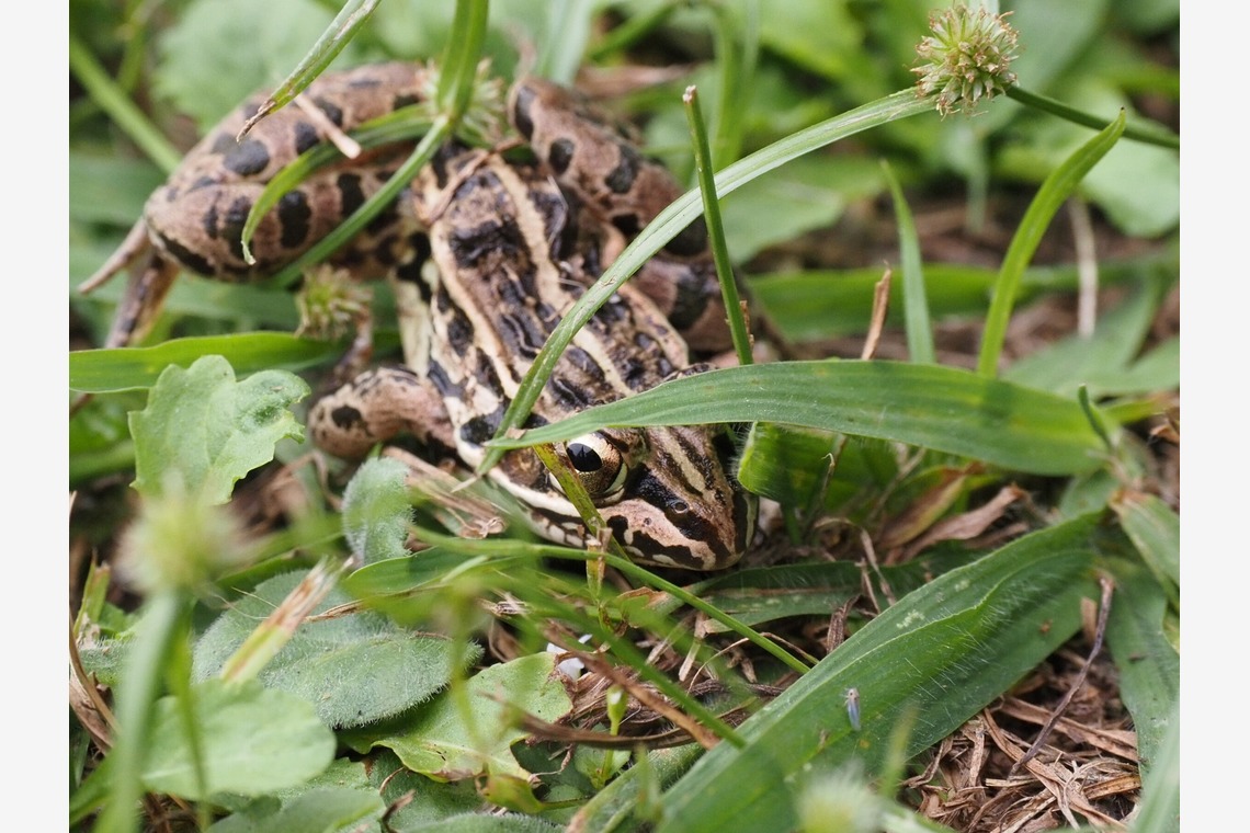 堀勝志古写真事務所が撮影した「pet」の写真
