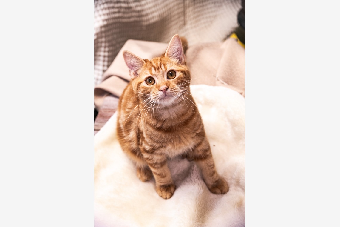 本郷直人が撮影した写真のアルバム「ブリーダー」