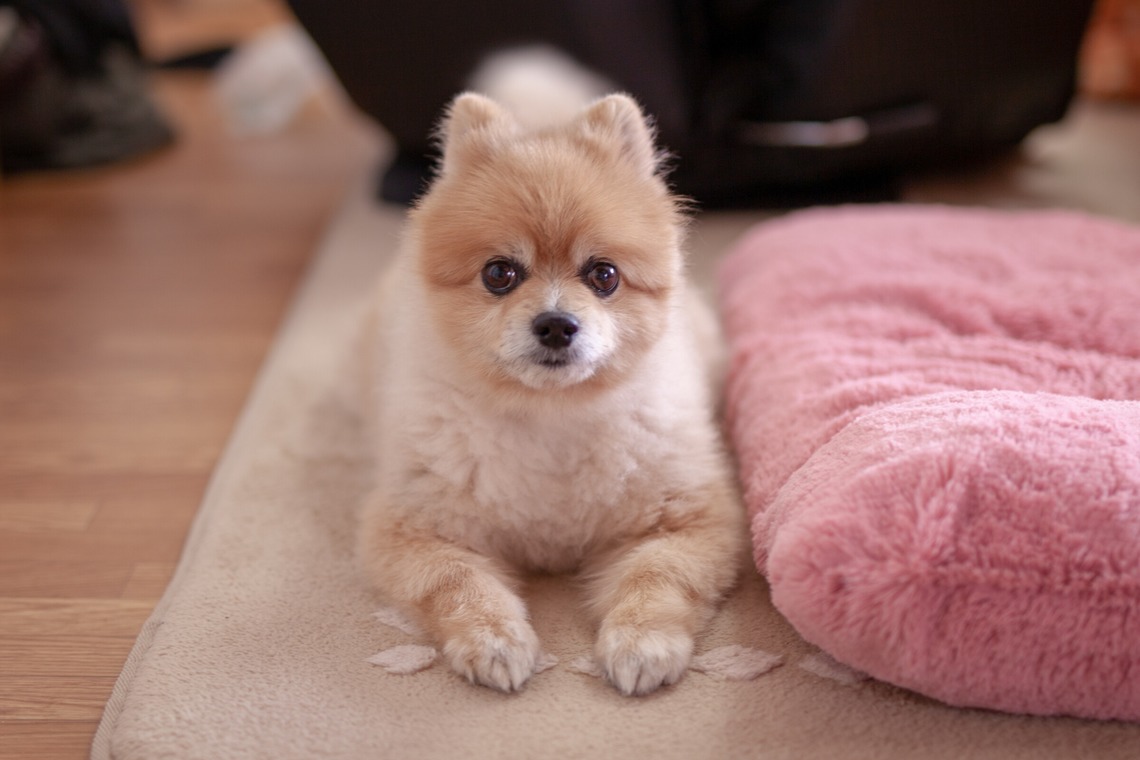 レオン・スナップサービスが撮影したその他のアルバム「ポメラニアン」