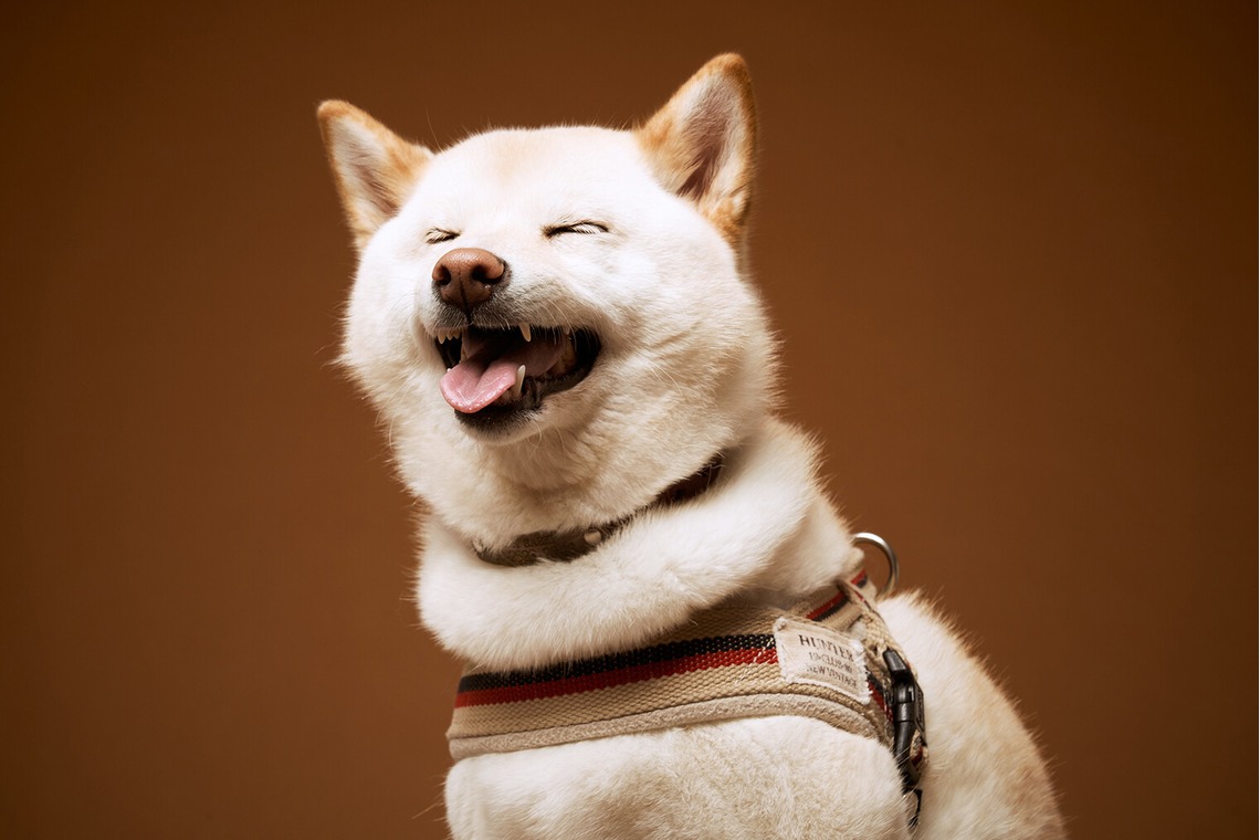 森田寫眞館が撮影した写真のアルバム「ペット」