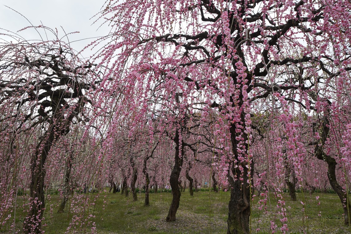 HKphotoが撮影した「しだれ梅」の写真