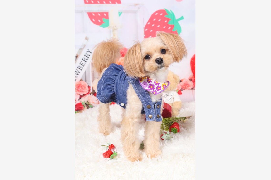 WithshopJapanが撮影した写真のアルバム「ペット撮影」