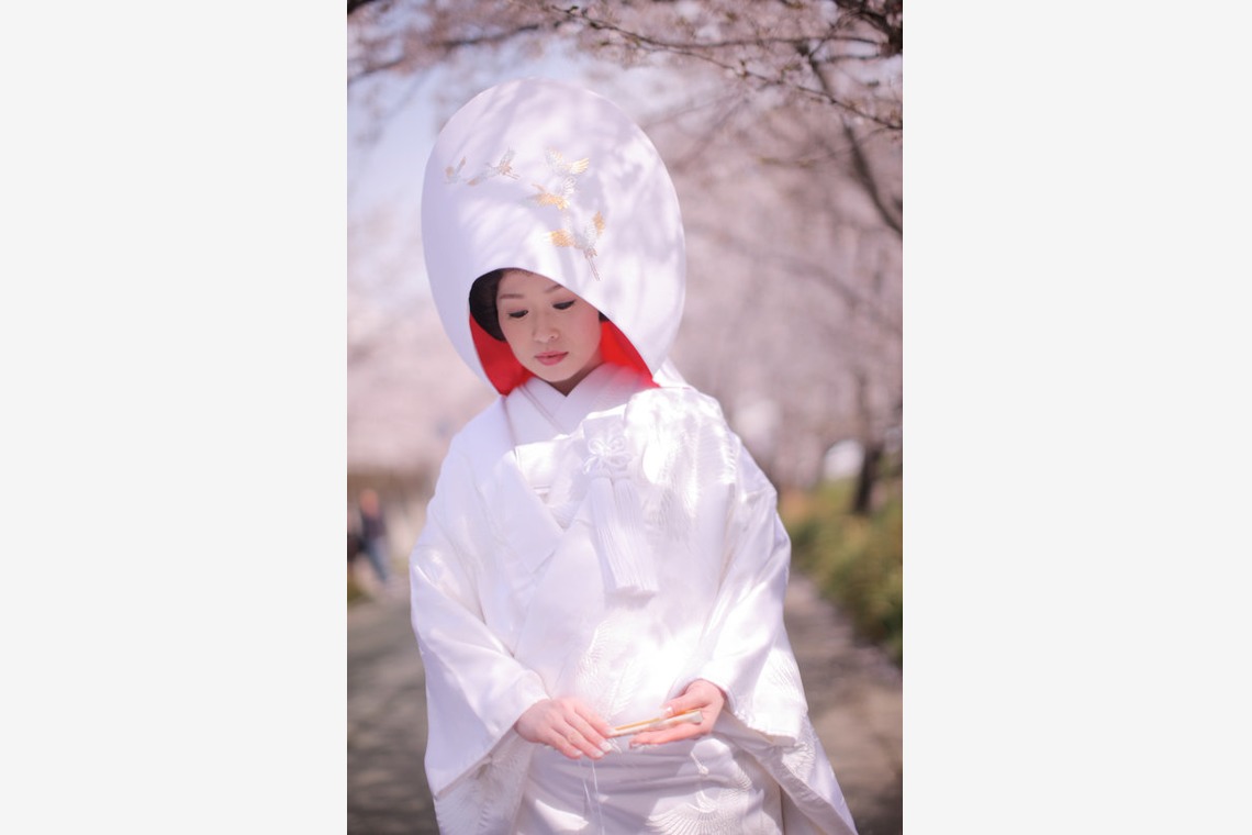 阿部写真館　大阪本町 靭公園前が撮影した写真のアルバム「桜」