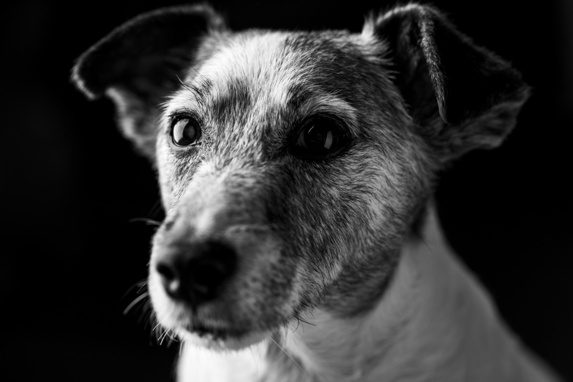 fotograz photography