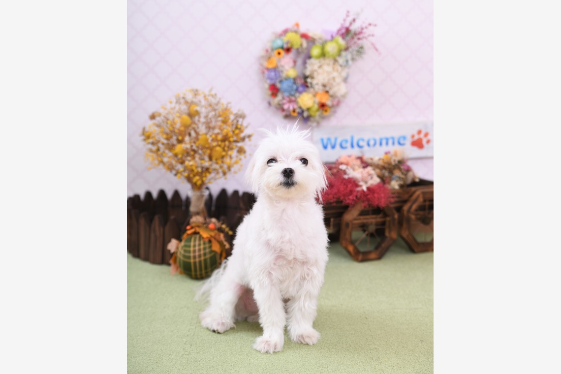 Photo la feliceが撮影した写真のアルバム「Photo la felice」