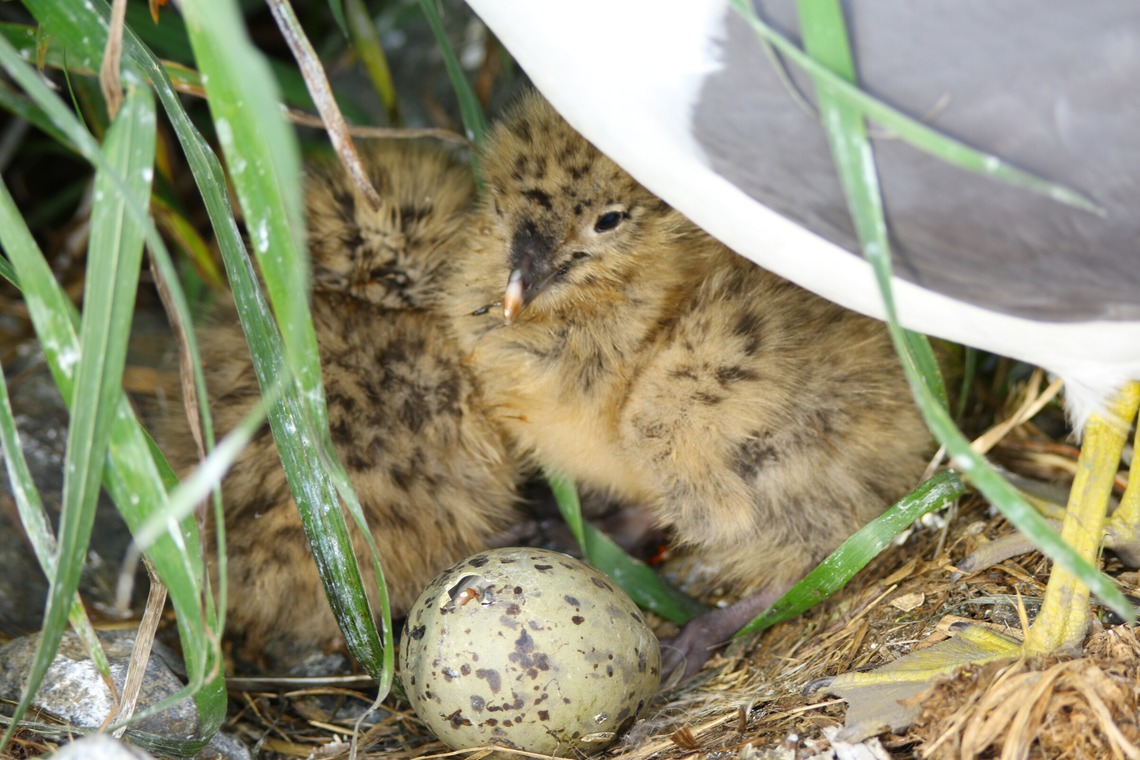 TATEZOUが撮影した写真のアルバム「ポートレート等」