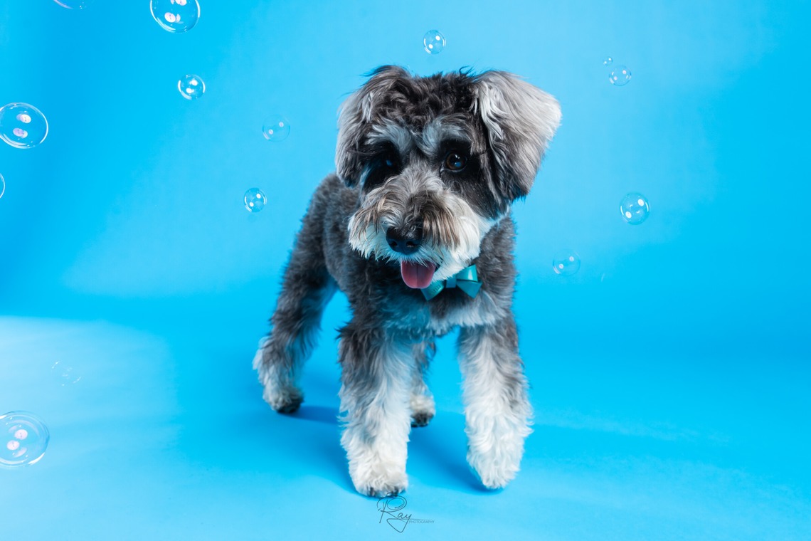 Ray Yamaguchiが撮影した写真のアルバム「ペット撮影」