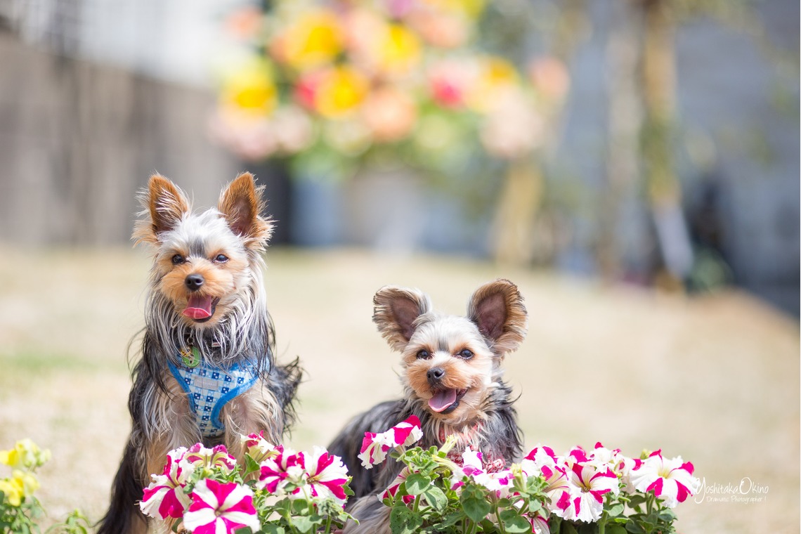 写楽堂が撮影した「ペット」の写真