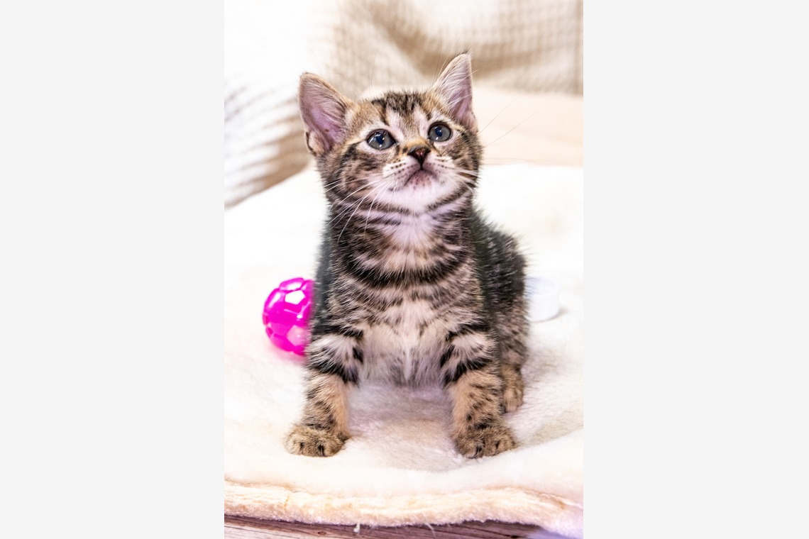 本郷直人が撮影した写真のアルバム「ブリーダー」