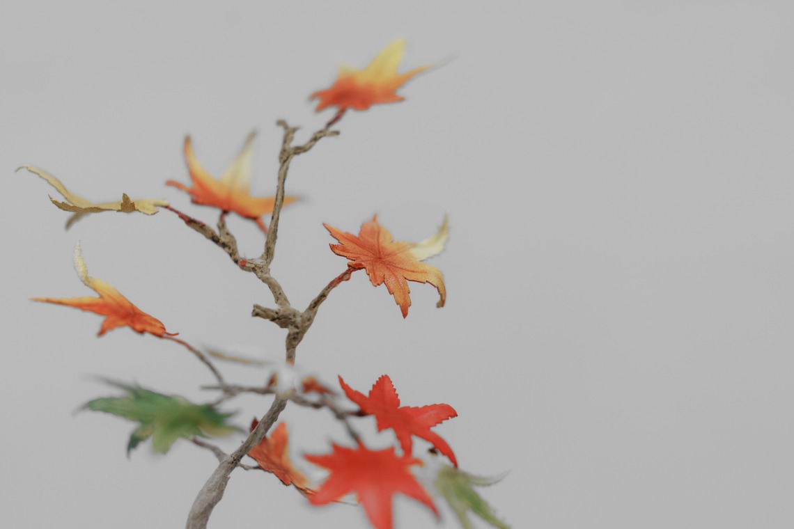 studio9thが撮影した写真のアルバム「埼玉県川越市/革盆栽」