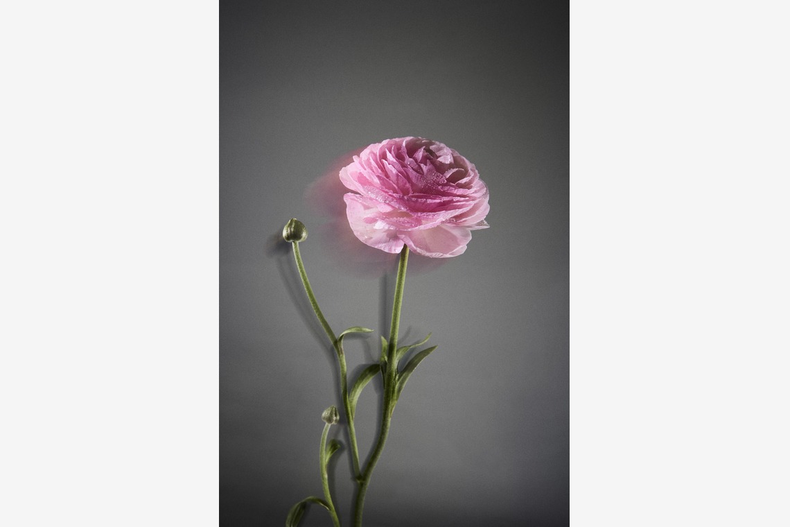 Nishizawa Yamatoが撮影した「Still Life」の写真