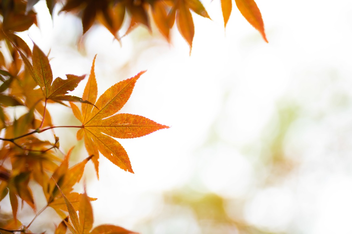 T.Matsumuraが撮影した家族写真の出張撮影/七五三フォト/お宮参りのアルバム「お宮参り(着物)&七五三＠大森熊野神社」