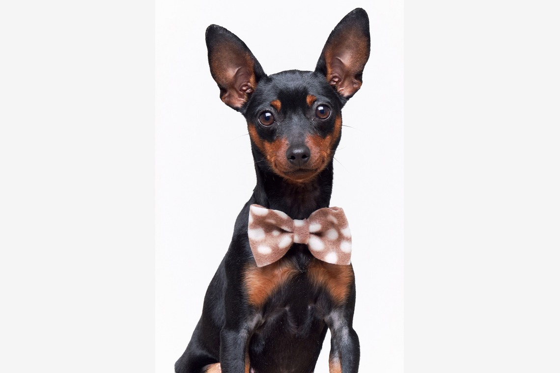 森田寫眞館が撮影した「ペット」の写真