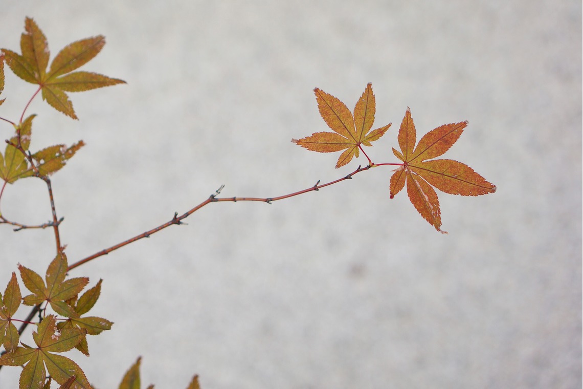 出張撮影のメモリーズが撮影した「nature-アラカルト」の写真