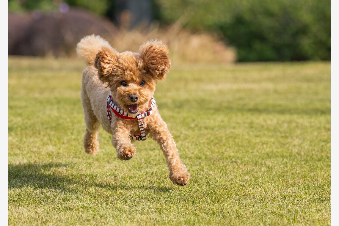 あなたの写真館が撮影した「ペット撮影」の写真
