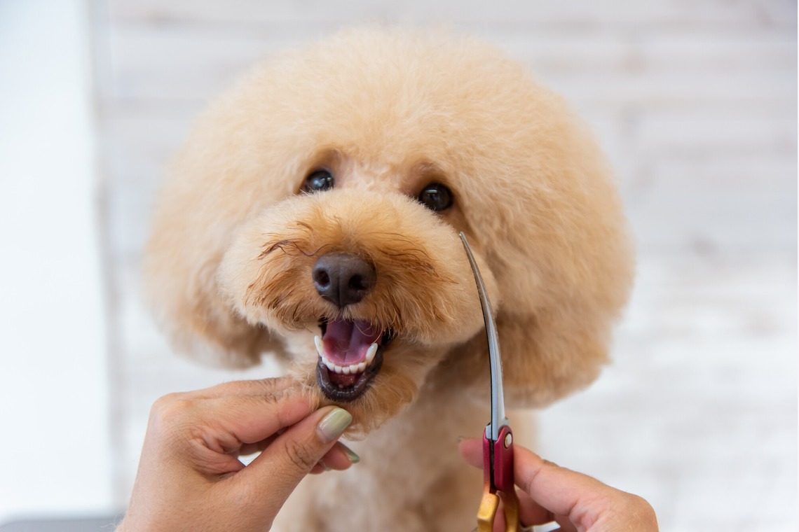 maruが撮影した写真のアルバム「トリミングサロン」