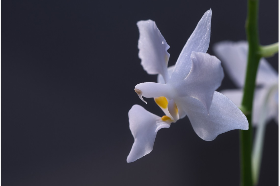 SmileMemoriesPhotoStudioが撮影した「小物・花撮影」の写真