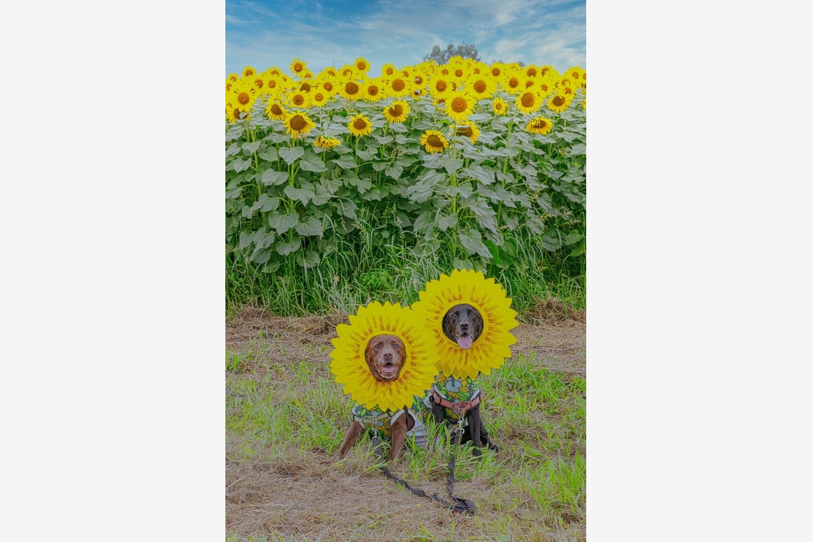 株式会社Neo-Smile 「locationbreeze」高橋 徹が撮影した「ペット動物など」の写真