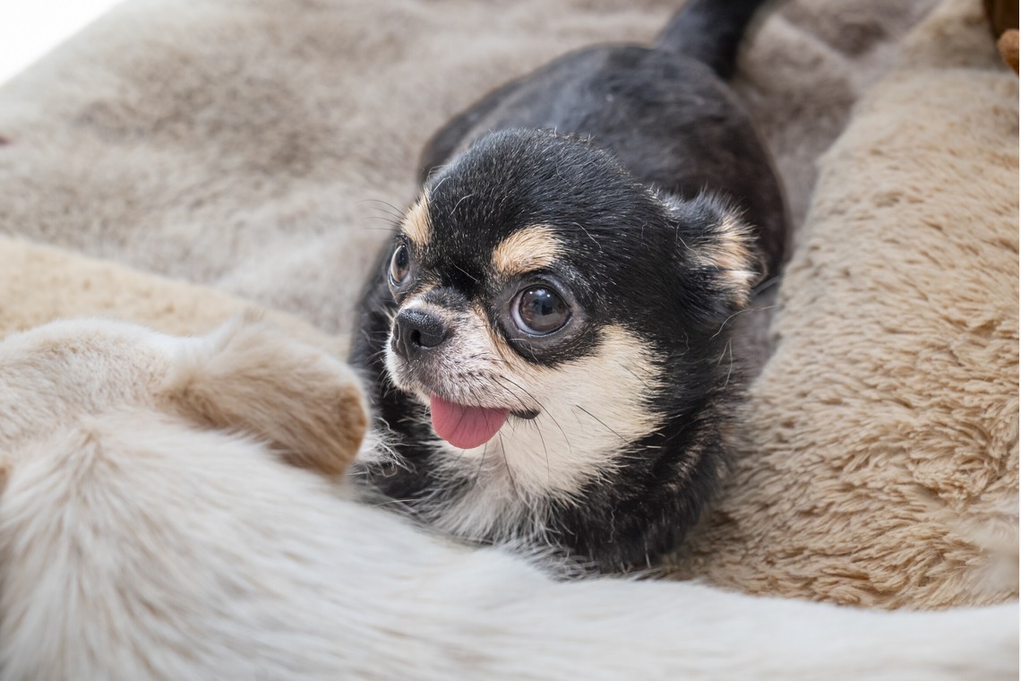 Makoto Nakamuraが撮影した写真のアルバム「ペット」