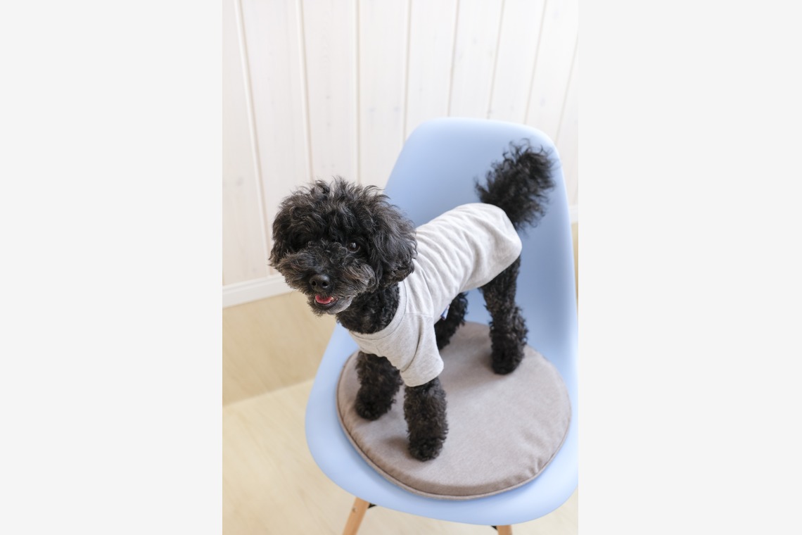 クマが撮影した写真のアルバム「ペット撮影」