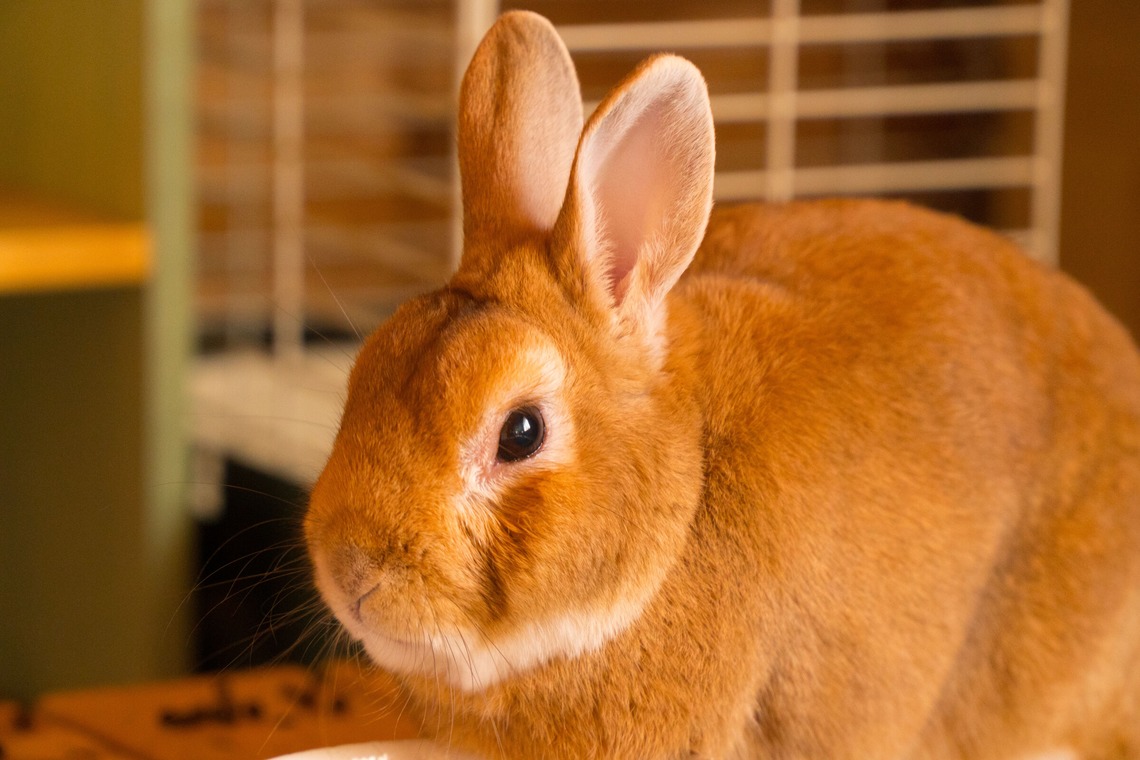 studio white alice 五十嵐啓が撮影した写真のアルバム「動物」