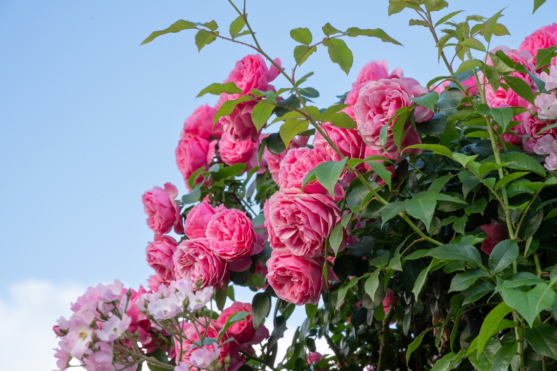オフィス 芦野が撮影した「番外編（自宅）」の写真