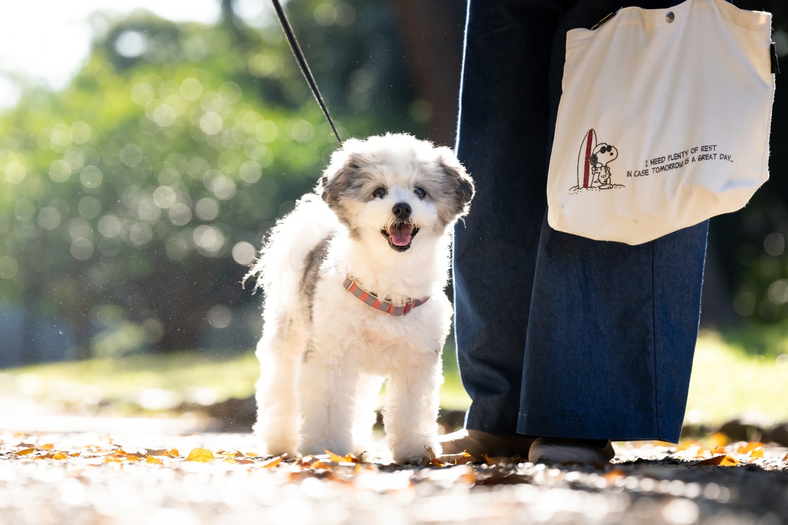 KOGA写真が撮影した「犬・わんこ撮影」の写真