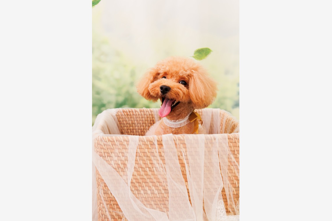 世登理恵が撮影した写真のアルバム「ペット」