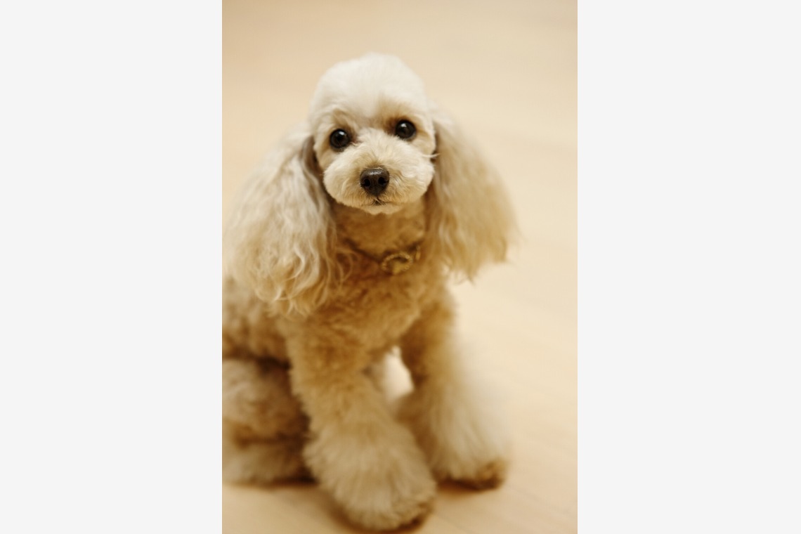 クマが撮影した写真のアルバム「ペット撮影」