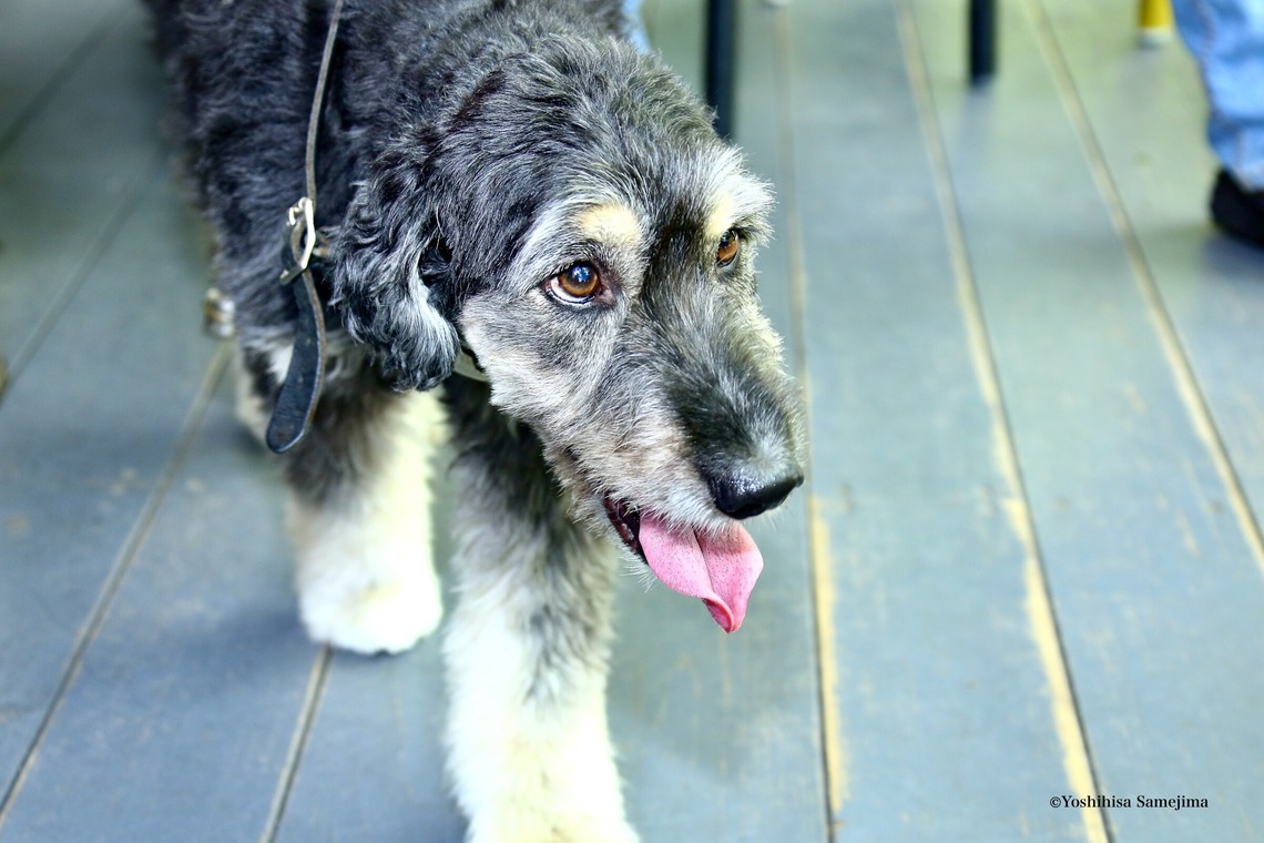 TSD officeが撮影した写真のアルバム「ペット撮影」