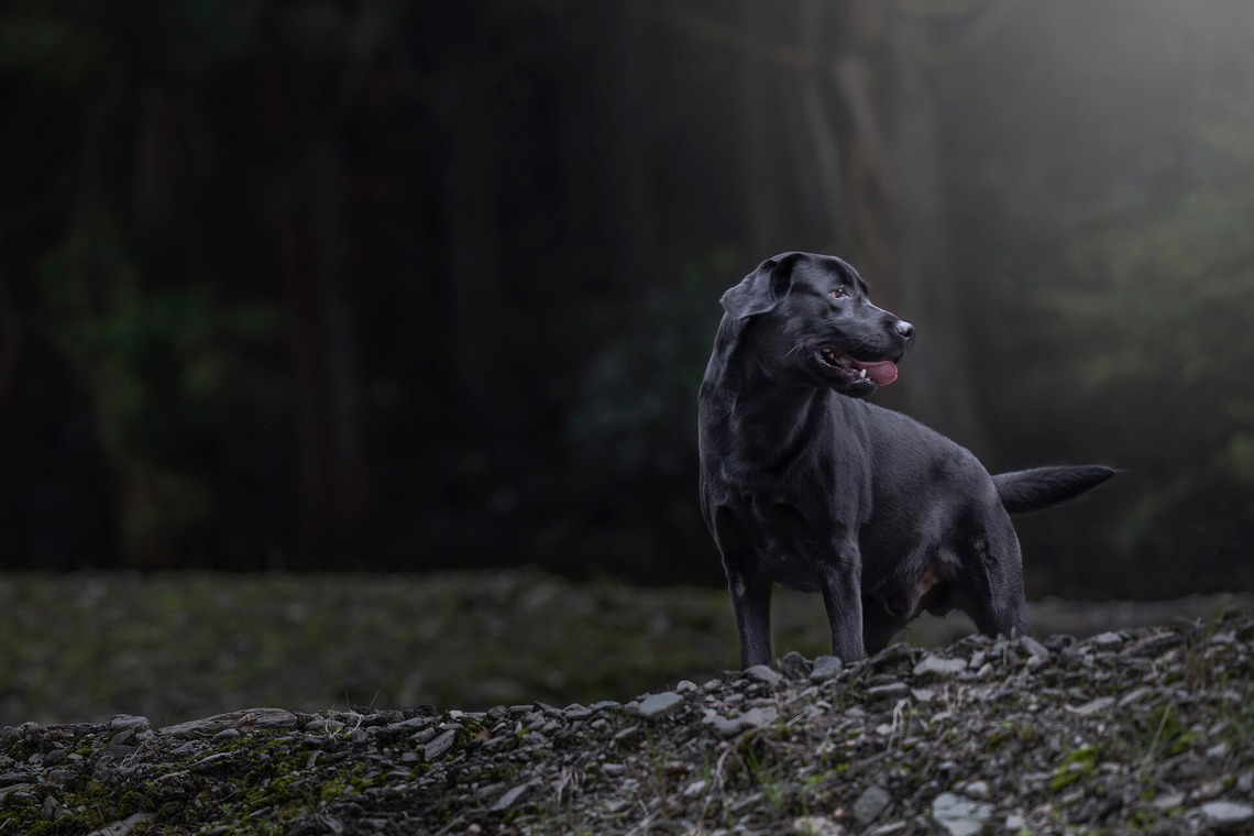 梅田　紫邑が撮影した「ドッグフォト」の写真