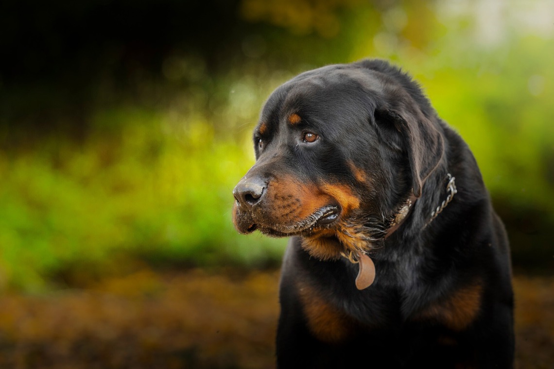 梅田　紫邑が撮影した「ドッグフォト」の写真