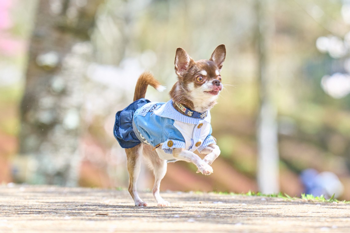 クリエイティブツリーが撮影した写真のアルバム「ペット撮影」