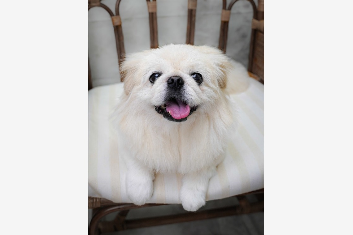 Efu's photographyが撮影した写真のアルバム「ペット」