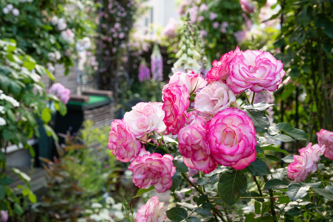 オフィス 芦野が撮影した「番外編（自宅）」の写真
